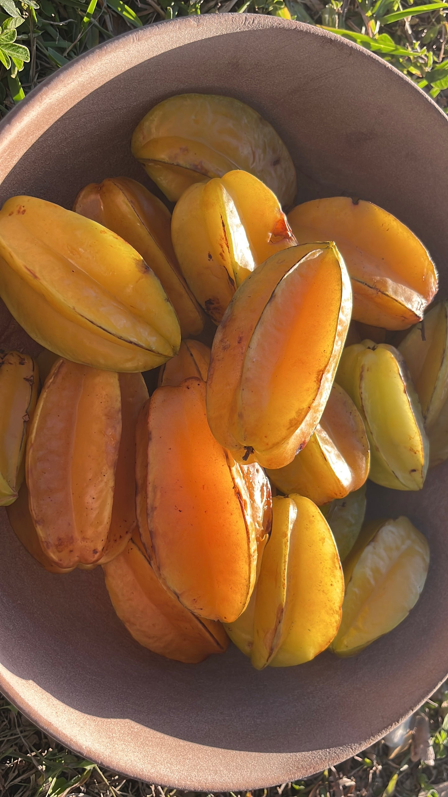 Starfruit Seeds and Trees (Carambola)