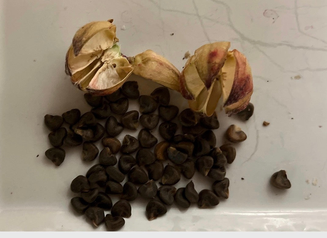garden sorrel seeds Jamaican Sorrel Seeds – Birdy's Herbs & Garden LLC