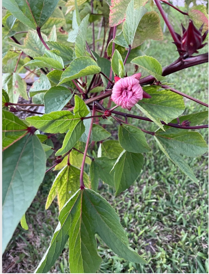 Jamaican Sorrel Seeds