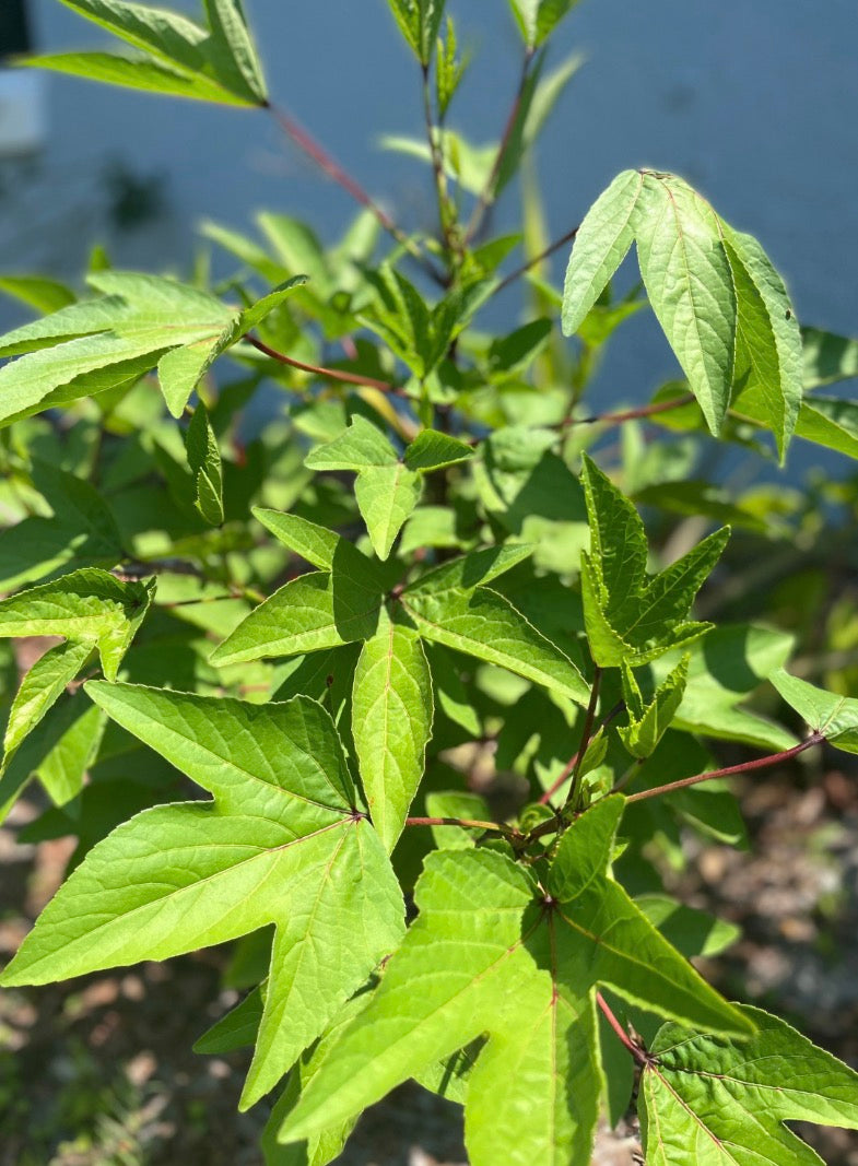 Jamaican Sorrel Seeds