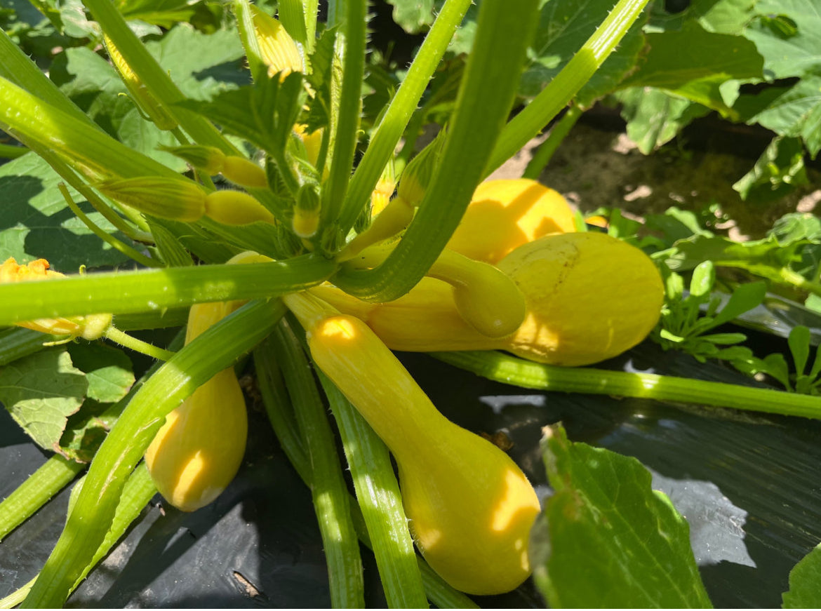 Yellow Squash