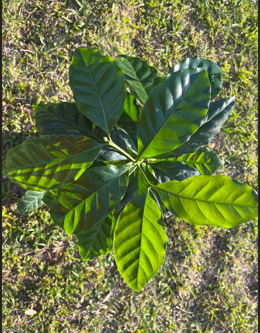 Arabica Coffee Tree