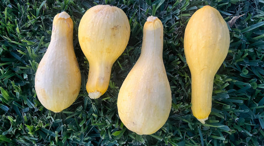Yellow Squash