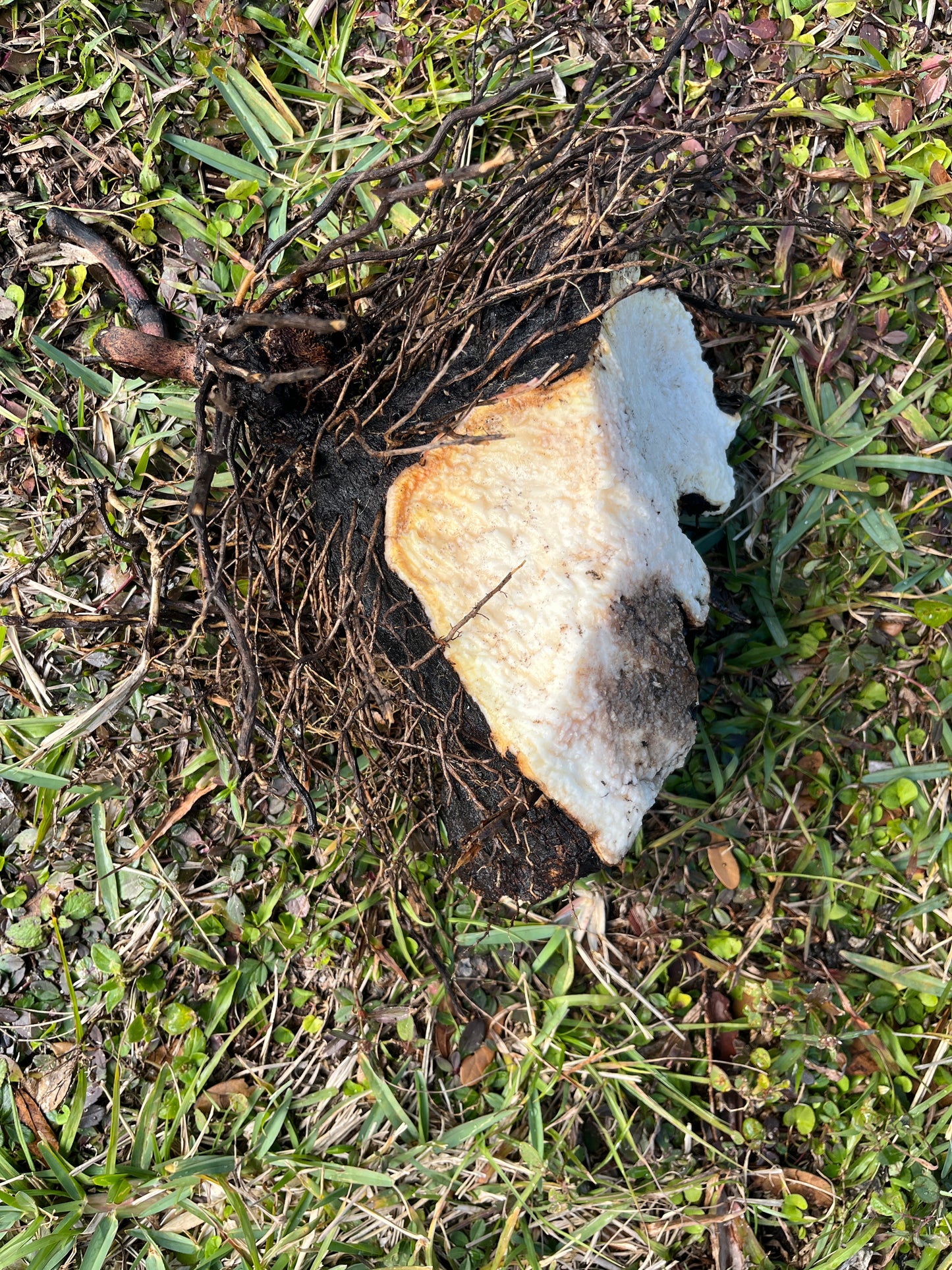 1 Cup Ground White Yam
